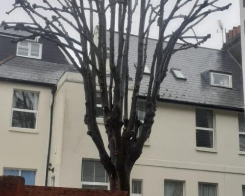 contact-us-today-tree-surgeons-tree-and-hedge-services-bailey-bros-cropped